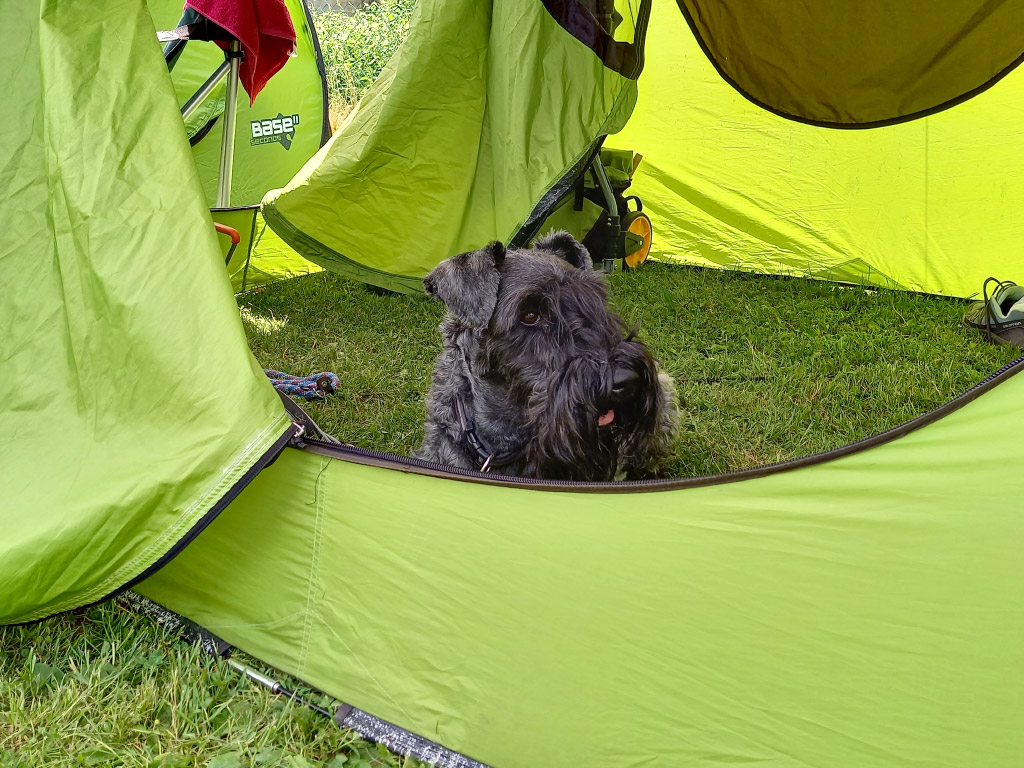 Oscar wartet im Zelt
