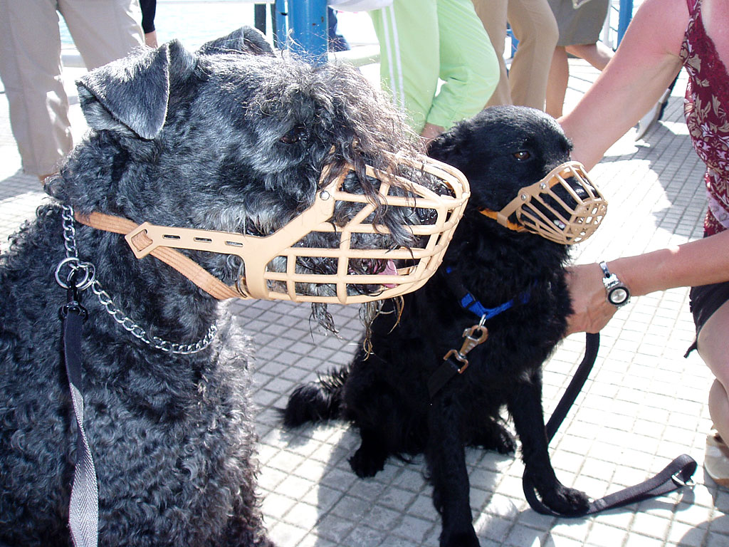 In Italien dürfen Hunde nicht ohne Maulkorb auf das Schiff; Balou und Chip hinter Gittern
