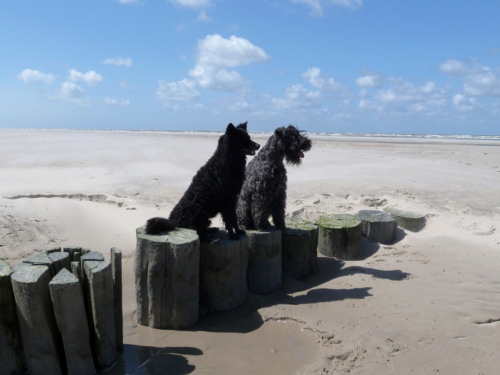 Chip und Camillo am weiten Strand von Wangerooge