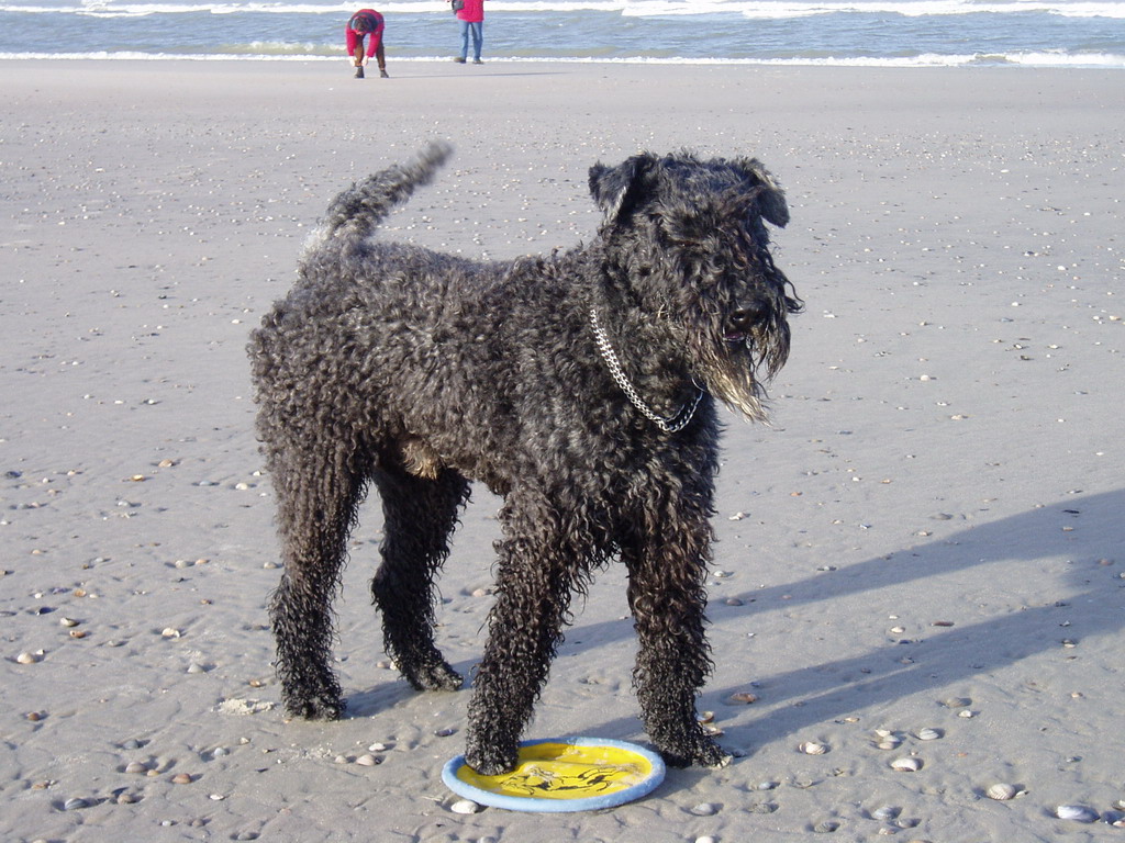 Balou in Spiekeroog 2005 mit Frisbee am Strand